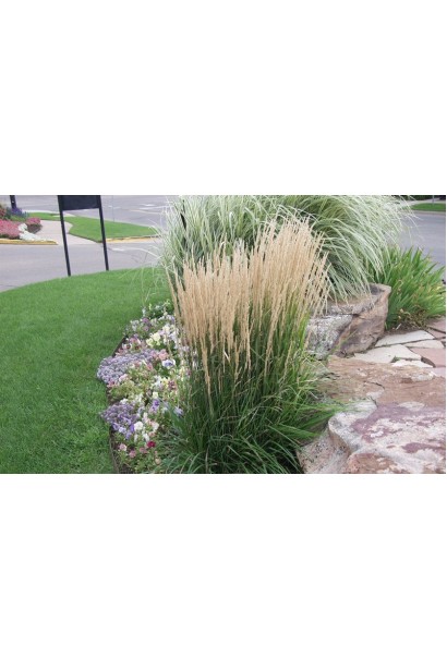 Війник Karl Foerster в ландшафті