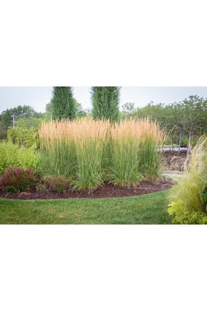  Calamagrostis Karl Foerst