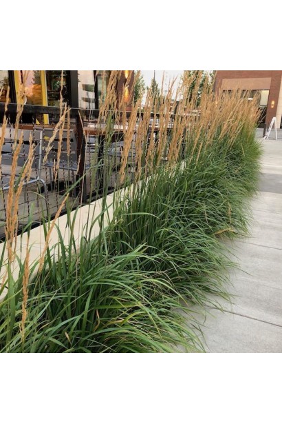 Війник Карл Форстер ландшафтний дизайн