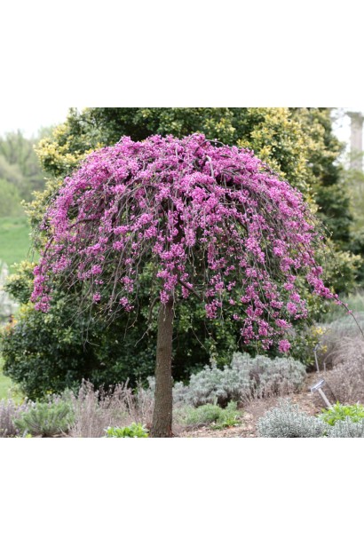 Церцис Рубі Фолс – дерево з пурпурними квітами та падаючими гілками.
