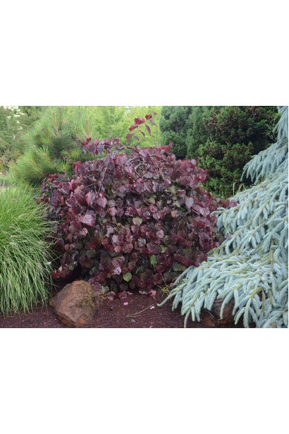 Церцис канадський Рубі Фолс | Cercis canadensis Ruby Falls | Церцис канадский Руби Фолс