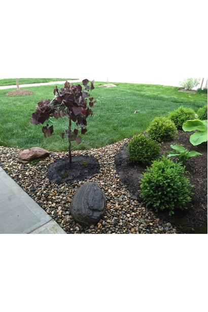 Церцис канадський Рубі Фолс в ландшафті