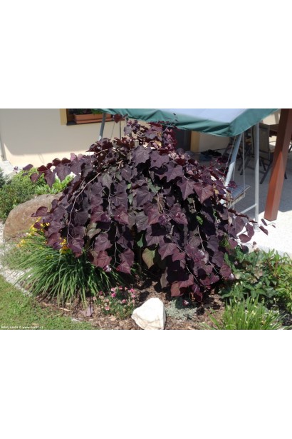 Церцис канадський Рубі Фолс