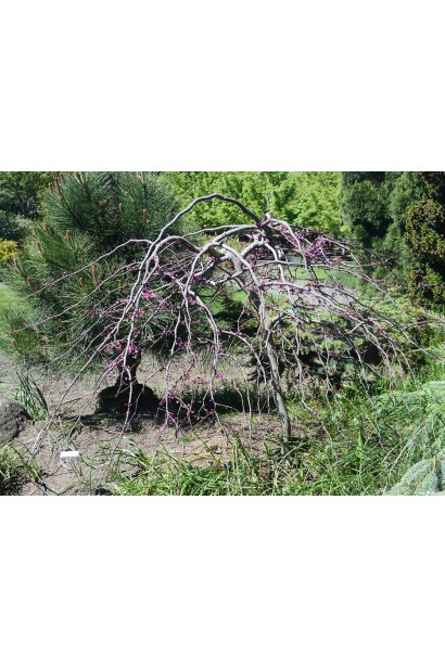 Церцис канадський Рубі Фолс | Cercis canadensis Ruby Falls | Церцис канадский Руби Фолс