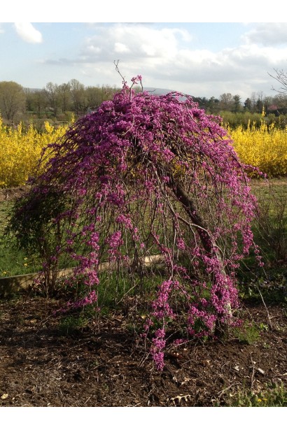 Церцис канадський Рубі Фолс у ландшафтному дизайні зі спадаючими гілками.