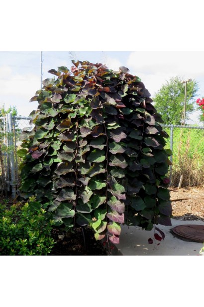 Церцис канадський Рубі Фолс