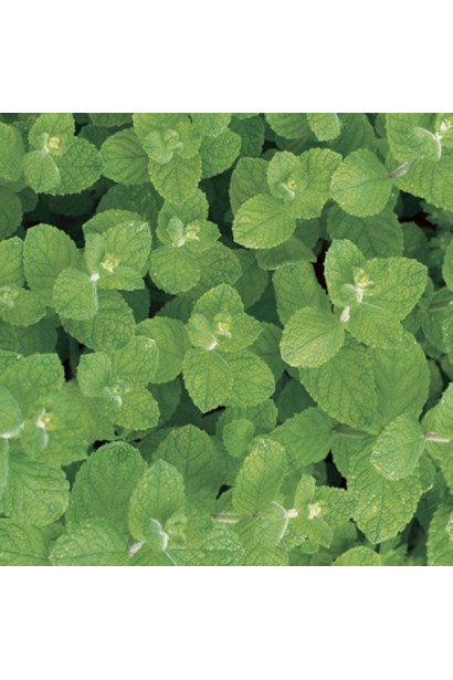 Мохіто Mentha nemorosa Mokhito/Mojito