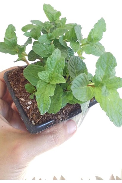 М’ята коктейльна в контейнері