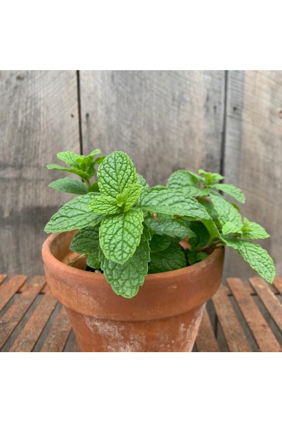 М’ята коктейльна