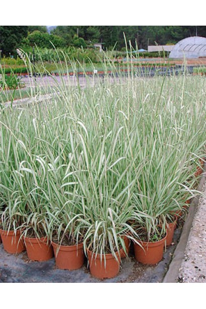 Фаляріс тростинний/Канареєчник | Phalаris arundinacea | Фалярис тростниковый/Канареечник