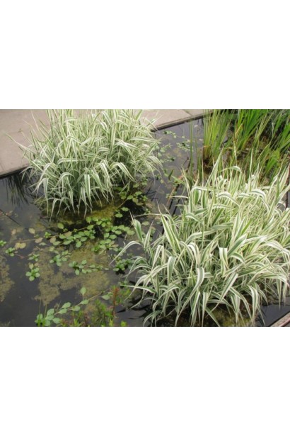 Phalaris arundinacea створює декоративні акценти в саду.