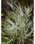 Фалярис тростниковый/Канареечник | Фаляріс тростинний/Канареєчник | Phalаris arundinacea