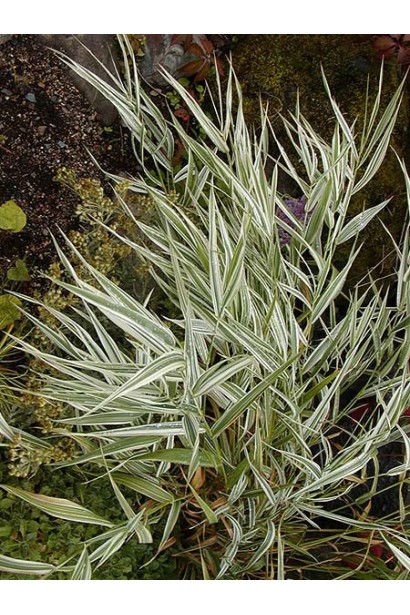 Phalaris arundinacea зростає біля води, створюючи природний ландшафт.