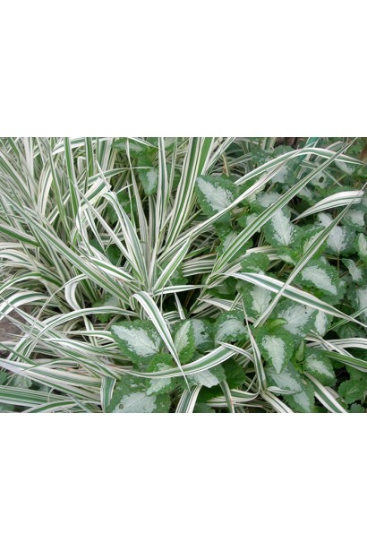 Фаляріс тростинний