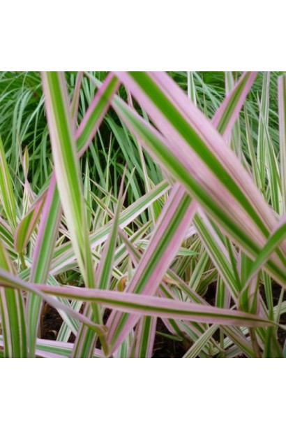 Фаляріс тростинний з яскравим строкатим листям.
