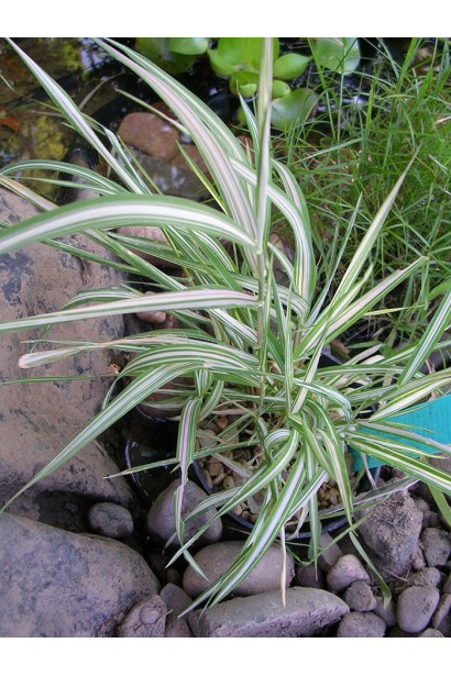 Канареєчник із вузькими зеленими та білими смугастими листками.
