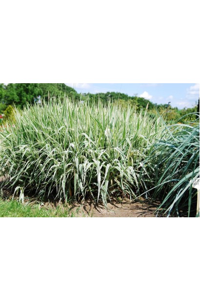 Строкатий фаляріс ідеальний для прикрашання вологих ділянок.