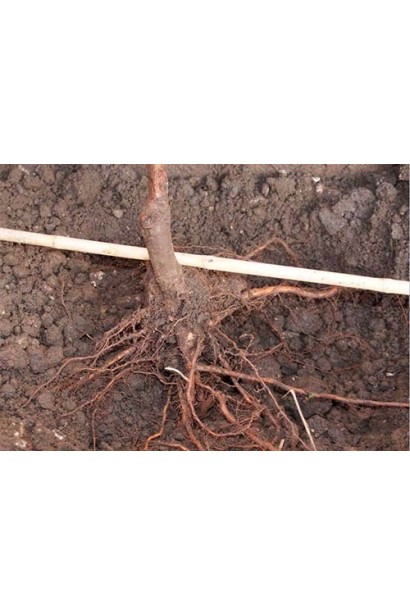 Абрикос колоновидний Принц Март | Prunus columnar Prince Mart | Абрикос колоновидный Принц Март