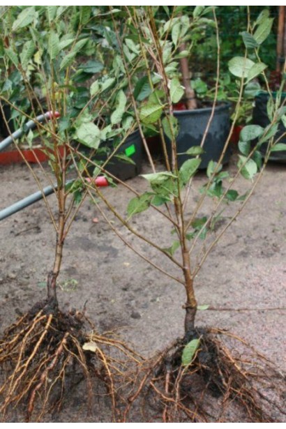 Вишня Любська саджанці голий корінь