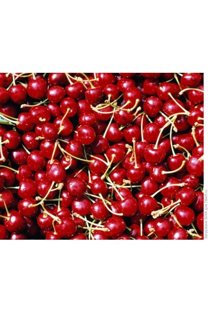 Вишня Любська 