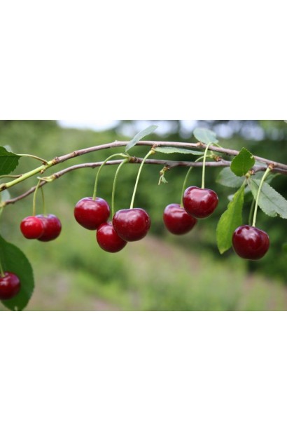 Вишня Любавская