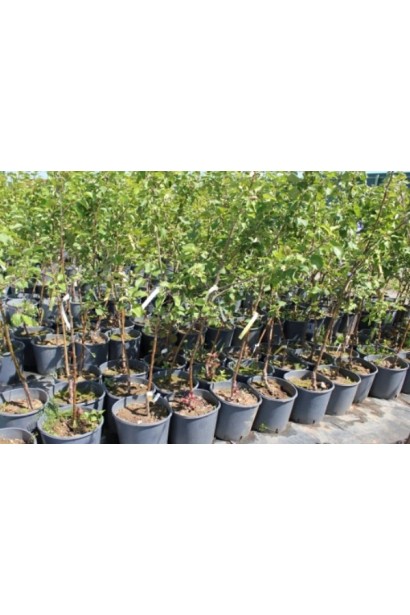 Груша звичайна Просто Марія в контейнері