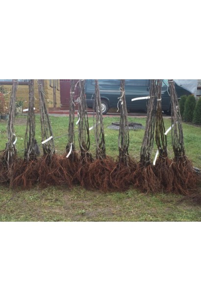 Груша звичайна Просто Марія саджанці