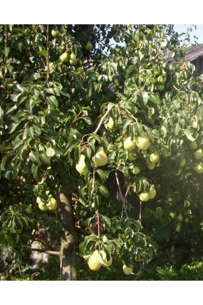 Груша звичайна Просто Марія