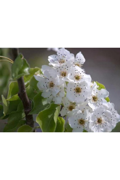 Груша звичайна Просто Марія цвітіння