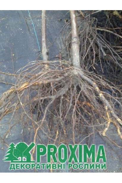 Саджанець сливи з голим коренем