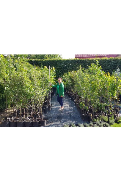 Слива колоновидна Блю Світ – середньоранній сорт