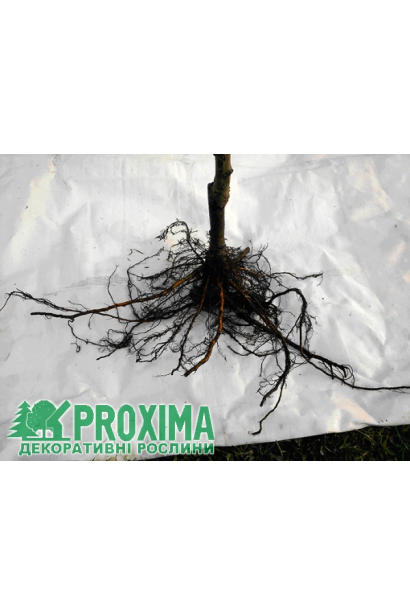 Саджанцець черешні Сем з голим коренем у садовому центрі.