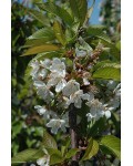 Черешня колоновидна Сем | Prunus avium columnar Sam | Черешня колоновидная Сем