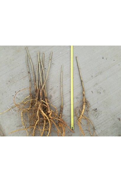 Декоративний і плодовий кущ шовковиці Вікторія.