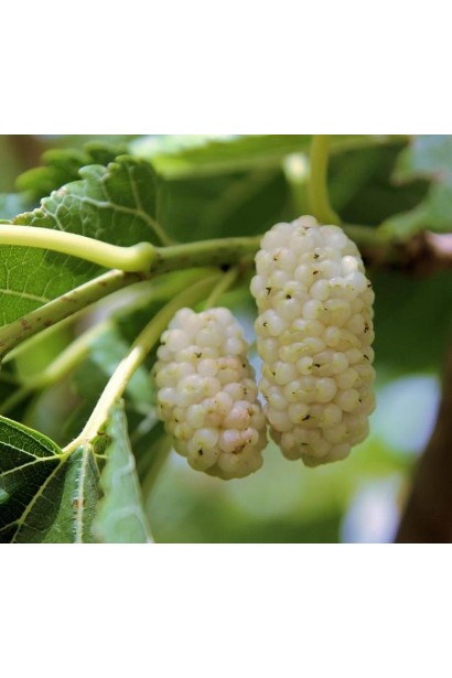 Шовковиця Вікторія з білими соковитими ягодами для саду.