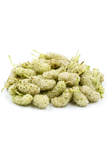 Шовковиця біла Вікторія