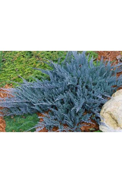 Juniperus horizontalis Blue Chip