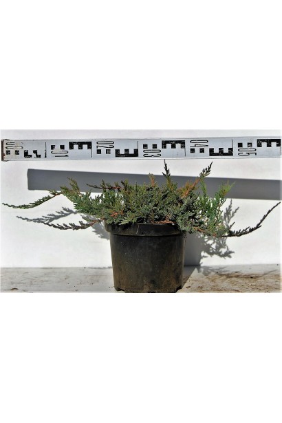 Ялівець горизонтальний Блу Чіп діаметр 40-50 см