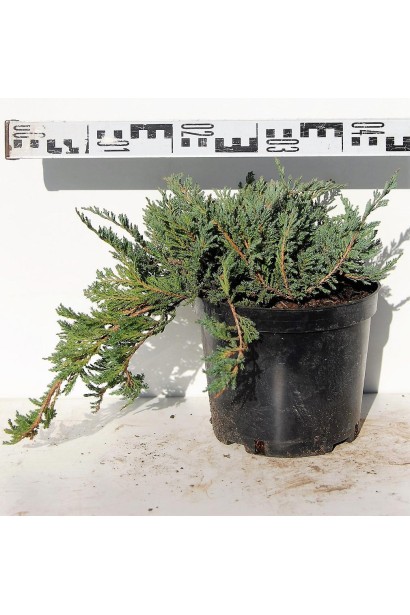 Ялівець Блю Чіп в горщику 3 л