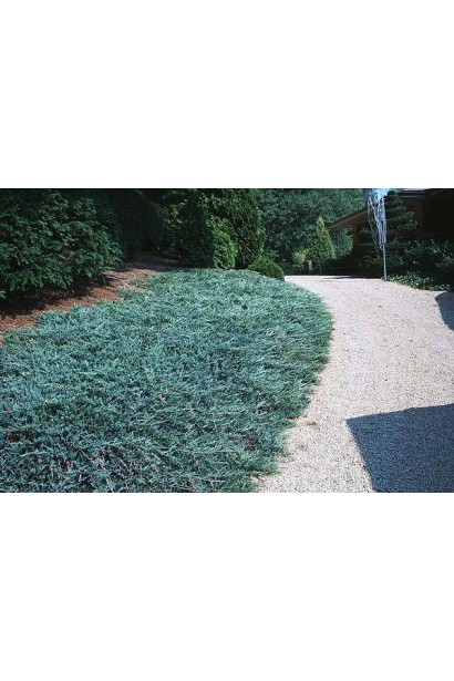 Блакитний килим з ялівецю горизонтальний Блю Чіп 