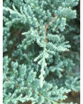 Ялівець горизонтальний Блю Чіп / Блу Чіп | Можжевельник горизонтальный Блю Чип / Блу Чип | Juniperus horizontalis Blue Chip