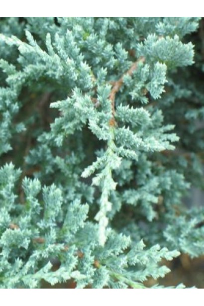 Голковидна густа  сизо-блакитна хвоя ялівцю Blue Chip