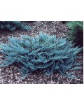 Можжевельник горизонтальный Блю Чип / Блу Чип | Ялівець горизонтальний Блю Чіп / Блу Чіп | Juniperus horizontalis Blue Chip
