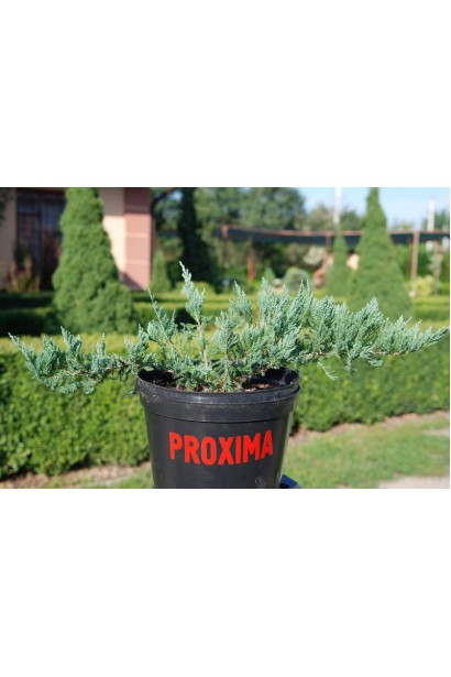 Ялівець горизонтальний  Блу Чіп 