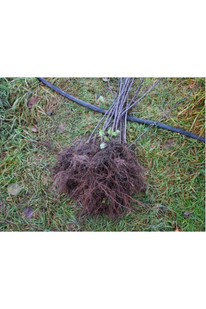 Яблуня колоновидна КВ-101 (зимня)