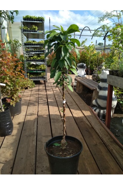 КВ-101 — високоврожайний сорт для сучасних садів.