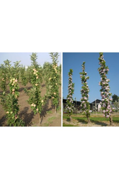 Malus Columnar KV-101 — солодкі яблука в компактному розмірі.