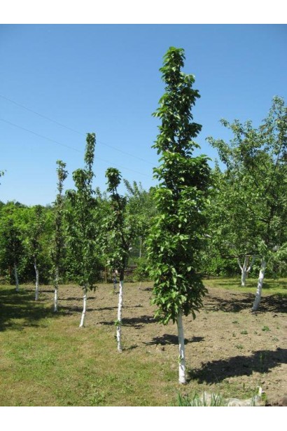 Яблуня КВ-101 — компактний зимовий сорт для саду.