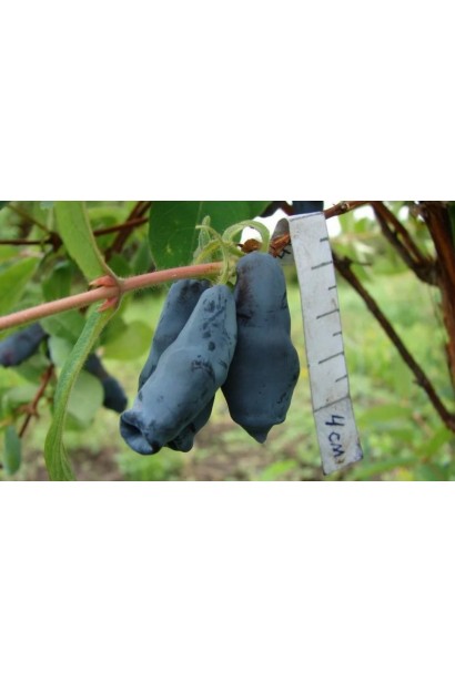 Жимолость їстівна Донька Велетня