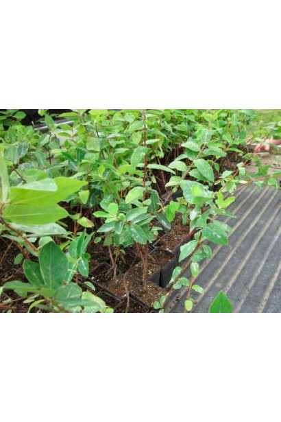 Жимолость їстівна Донька Велетня саджанці